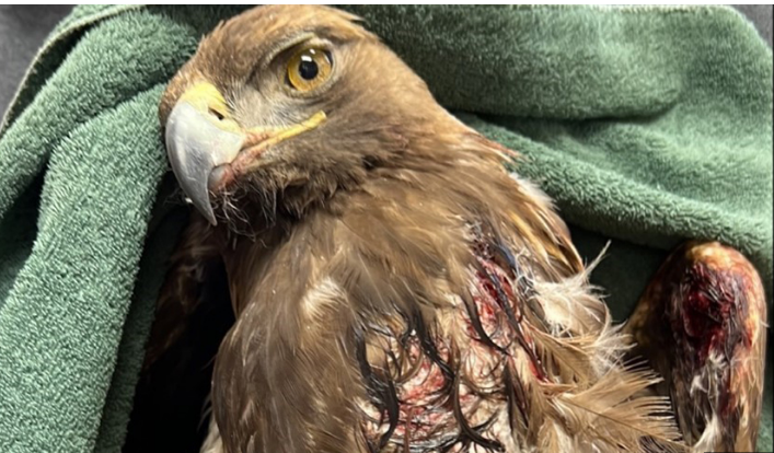 Rehabilitation Success: Injured Golden Eagle Released Back into Riverside County Wilderness