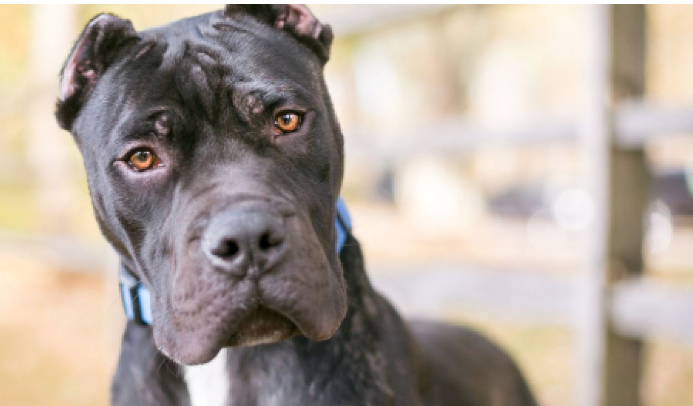 Ohio's Shift Away from Breed-Specific Legislation Reflects Progressive Dog Ownership Laws