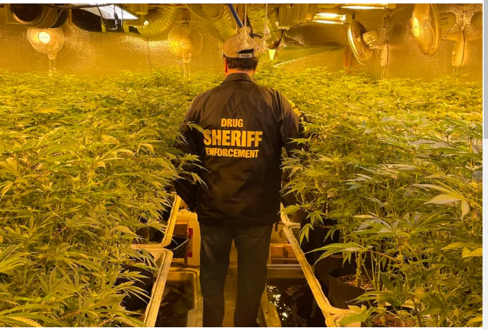 Major Illegal Marijuana Grow Busted in Norco, California; Three Arrested