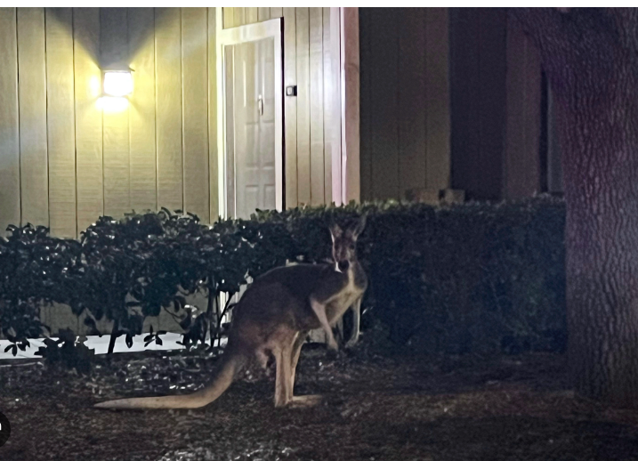 Kangaroo Chaos: Unusual Visitor Hops into Florida Apartment Complex