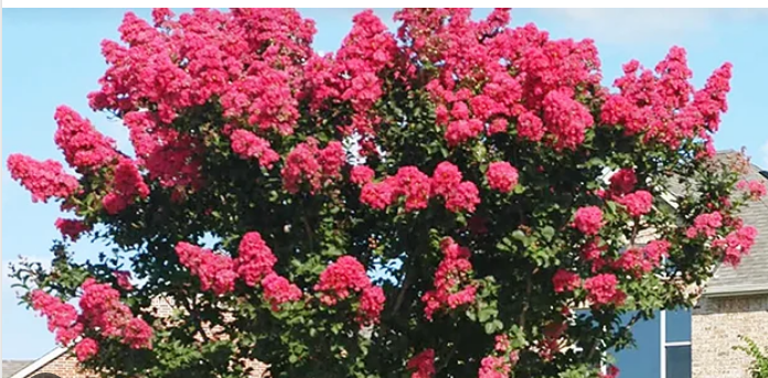 Texas Certified Expert Gardener Advises on Reversing Crepe Myrtles Pruning Mistakes