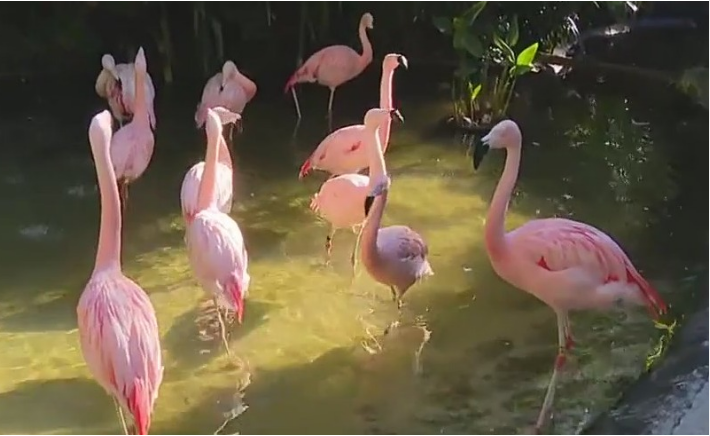 Flamingo Festival Returns to St. Pete's Sunken Gardens in Florida Flamingo Festival Returns to St. Pete's Sunken Gardens in Florida