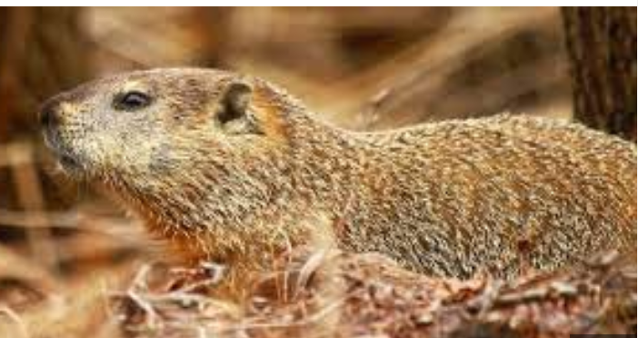 Pennsylvania's Punxsutawney Phil Proves Predictive Prowess: Don't Doubt the Groundhog!
