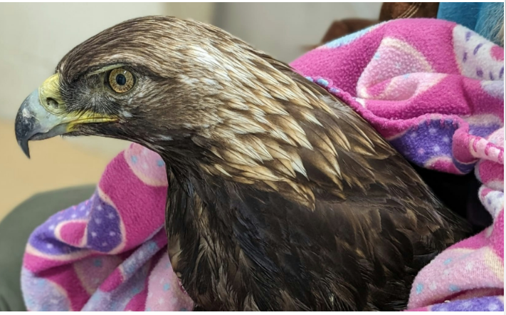 Golden Eagle Rehabilitated and Released into Southern California Wilderness