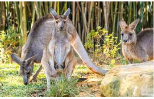 Busch Gardens Tampa Bay Reopens Kangaloom Habitat, Offering Interactive Kangaroo Experience