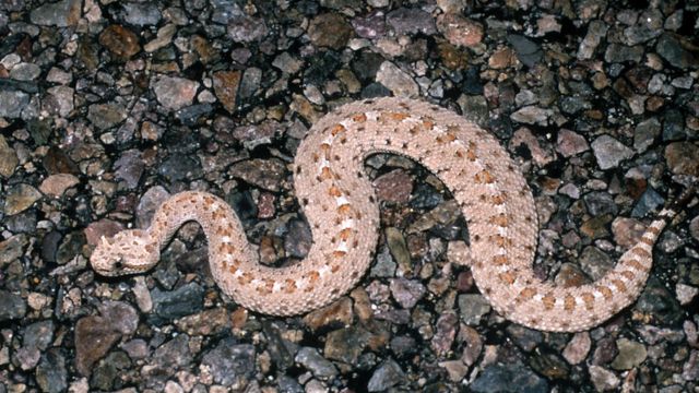 The Venomous Snakes of California Deadly Species to Watch Out For