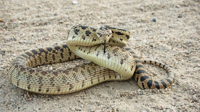 The Venomous Snakes of California: Deadly Species to Watch Out For