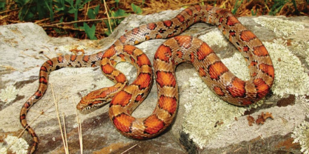 Think You’re Safe These Snake-infested Areas in Virginia Could Be Just a Short Drive Away