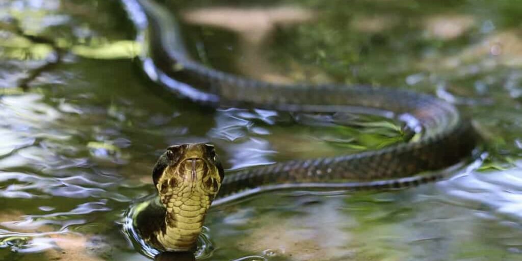 Think You’re Safe These Snake-infested Areas in Virginia Could Be Just a Short Drive Away