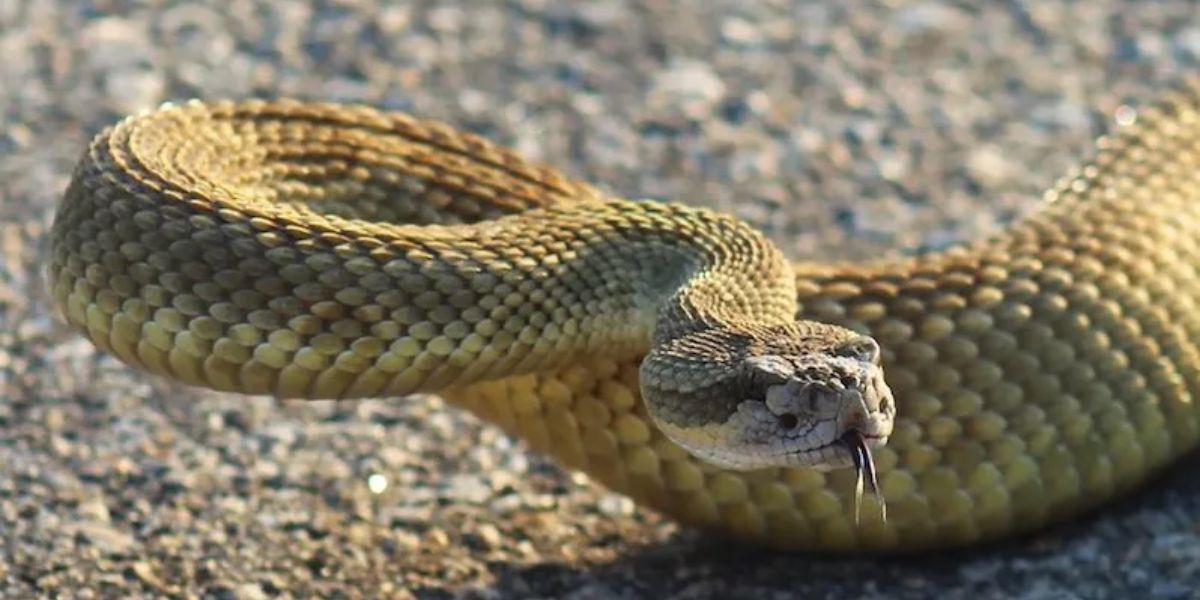 Think You’re Safe These Snake-infested Areas in Virginia Could Be Just a Short Drive Away