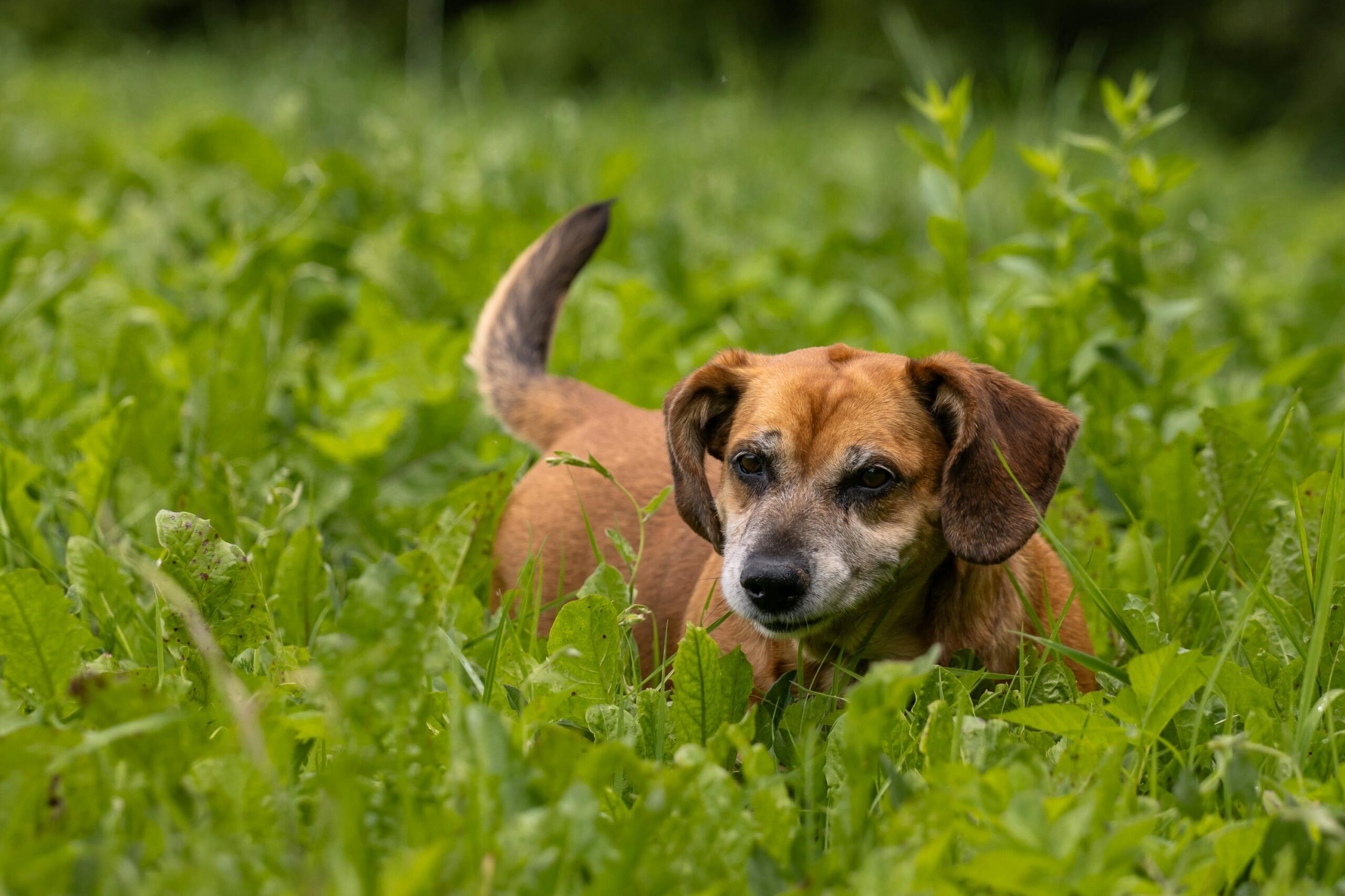 Tennessee Vets Oppose Bill Allowing Chiropractors to Treat Animals