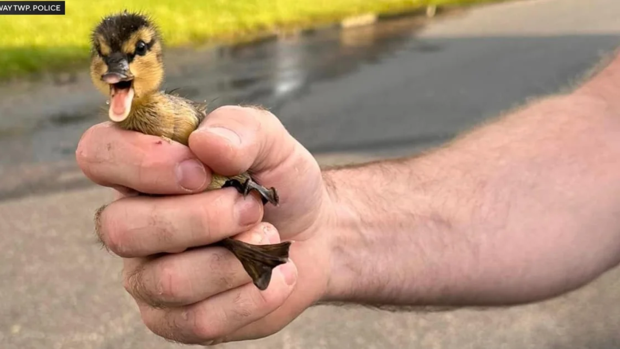 Heartwarming Rescue: Officer Saves Ducklings Trapped in Storm Drain in Monroe Township