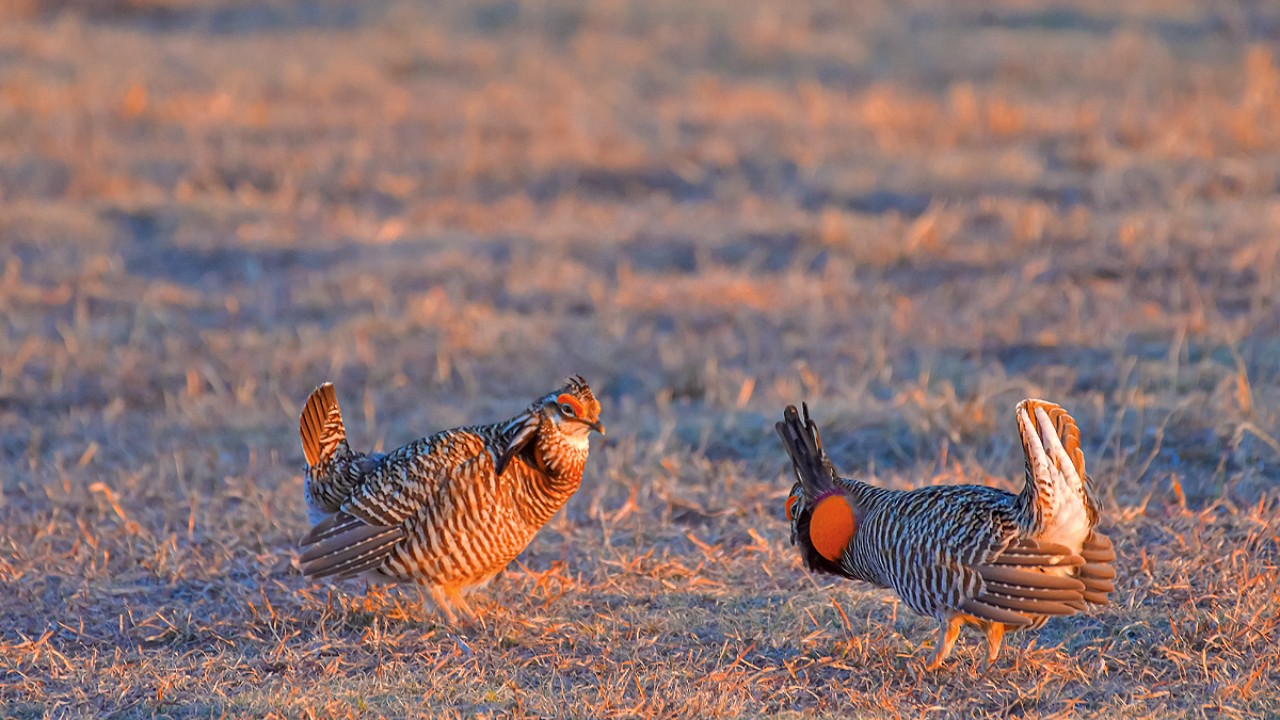 Greater Prairie Chicken Population Rebounds on Colorado’s Eastern Plains After Years of Decline