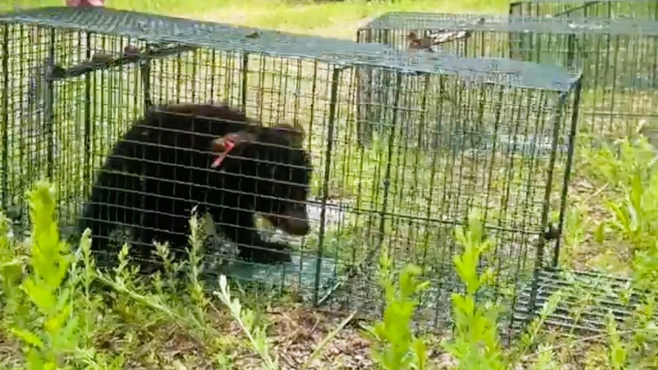 3 Bear Cubs Orphaned in Sullivan County Found and Rescued by Wildlife Officials