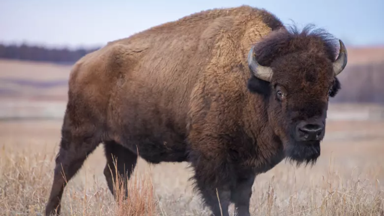 Amarillo Residents Spot Strange Creatures on the Loose – What’s Behind the Animal Spike?
