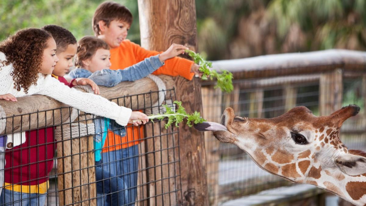 Trespassers Beware: Texas Turns Zoo Entry Into a Felony Crime