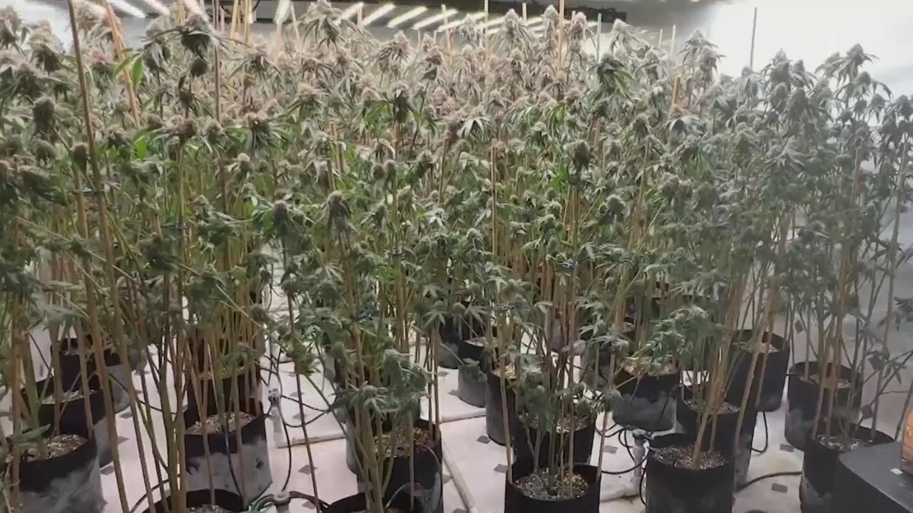 Woman Arrested at San Francisco International Airport After Being Found With 150 Pounds of Cannabis
