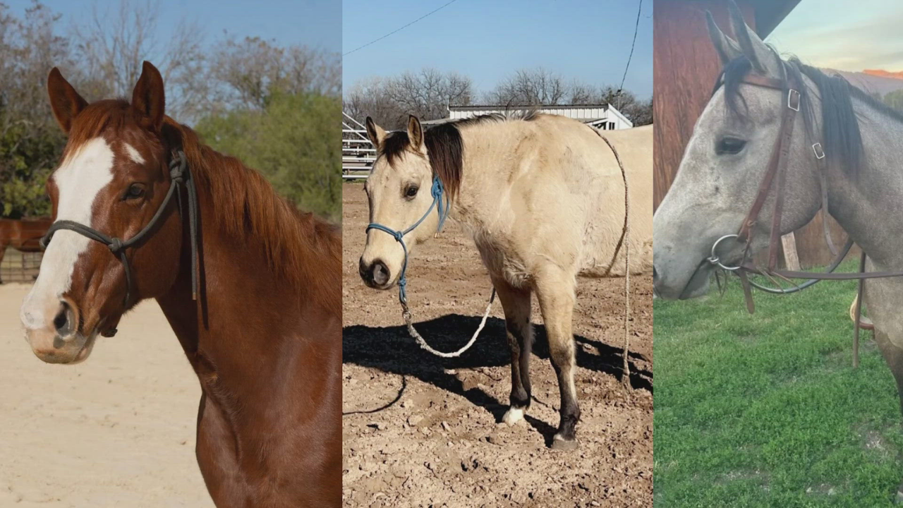 Tragic Deaths of Three Rodeo Horses Due to Killer Bee Attack in Texas