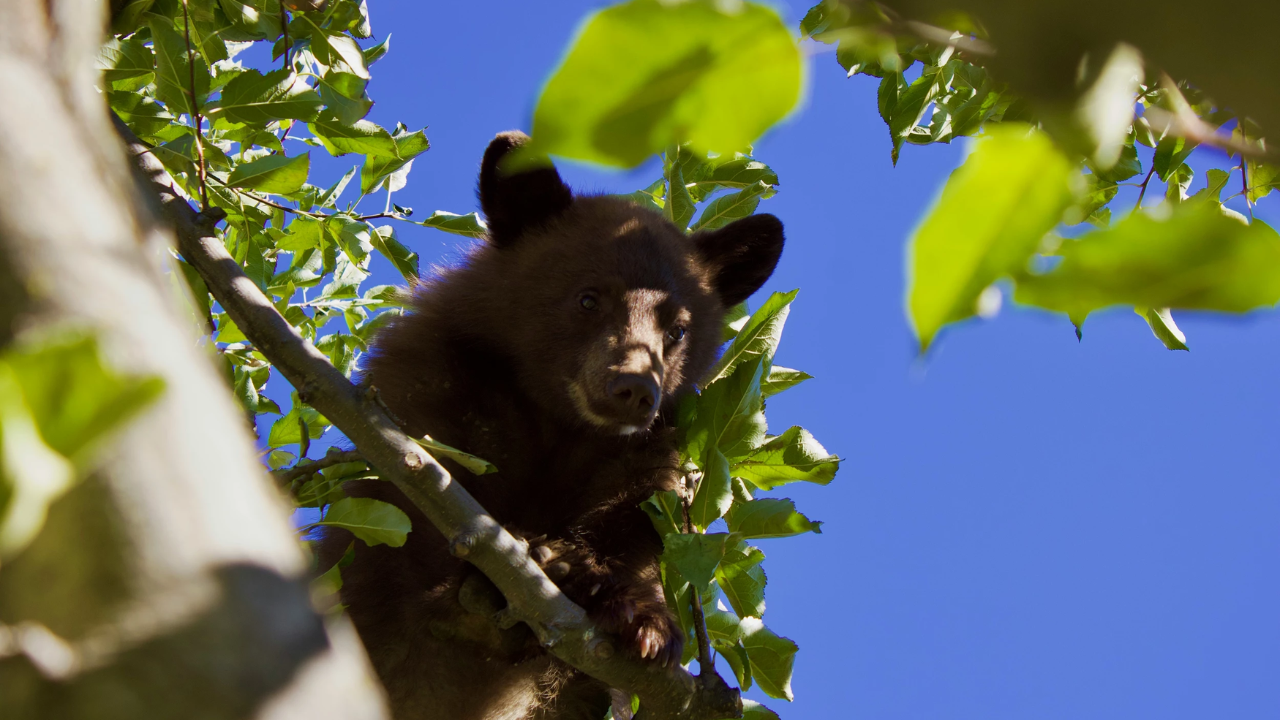 Black Bear Spotted Roaming a Louisiana Neighborhood on Wednesday Morning