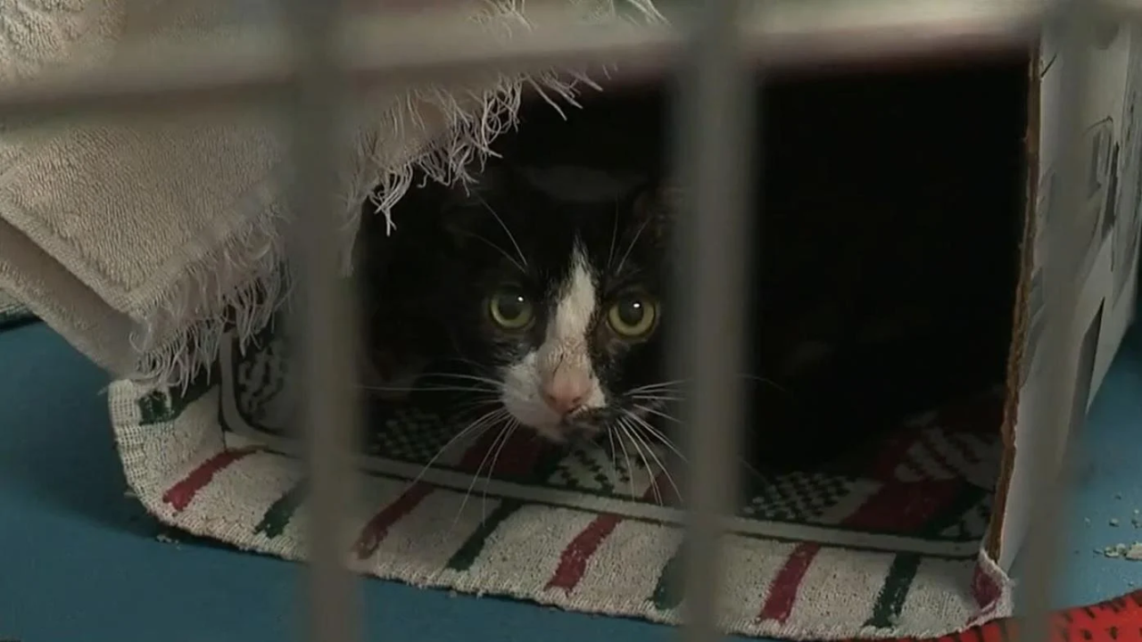 Dozens of Cats Rescued in Shelby County After Hoarding Case Surfaces on Social Media