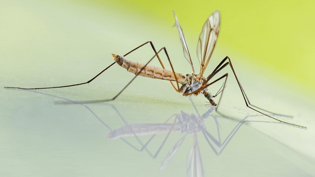 Berkeley County Residents Urged to Act Fast as Mosquito Season Intensifies