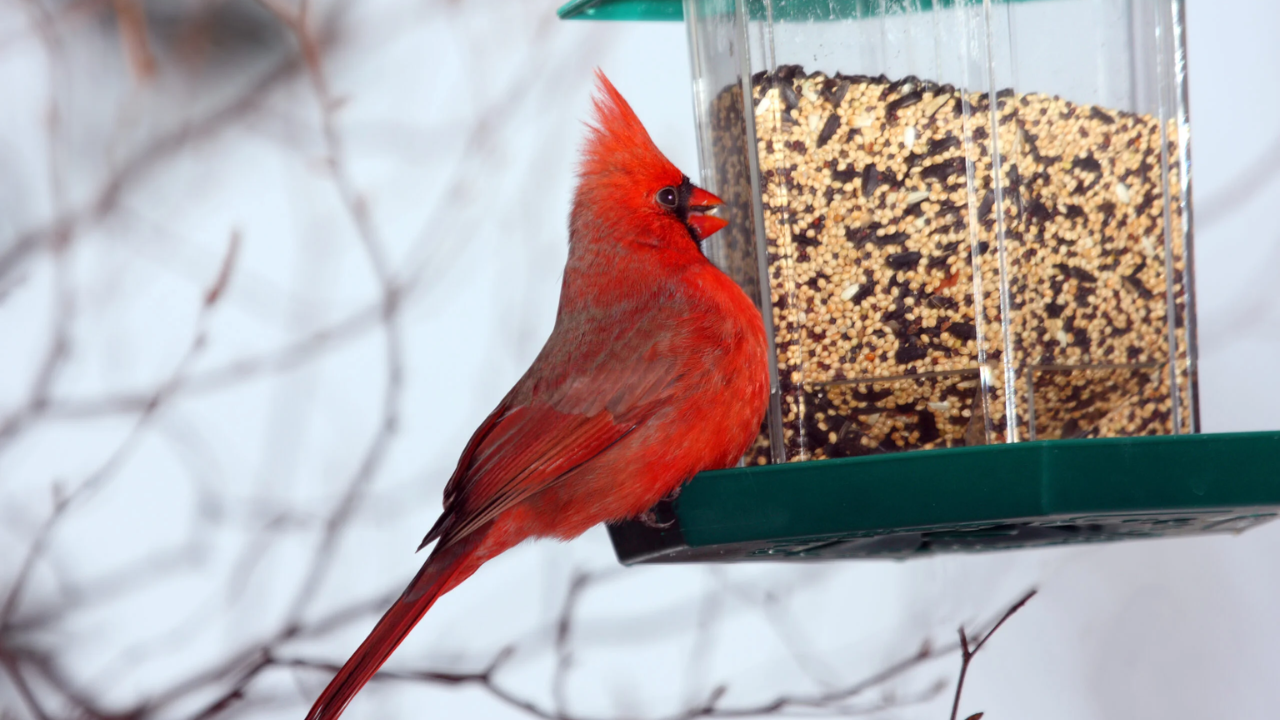 Bird Feeders Banned in New Jersey Town As Legislators Push for State Ban