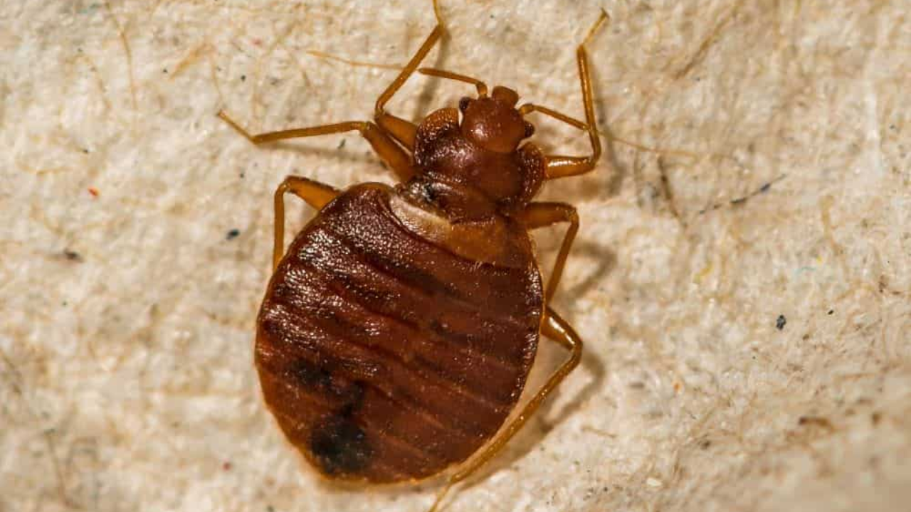 Insect Invasion Hits Alabama: 5 Cities Focus on Bed Bug Crisis