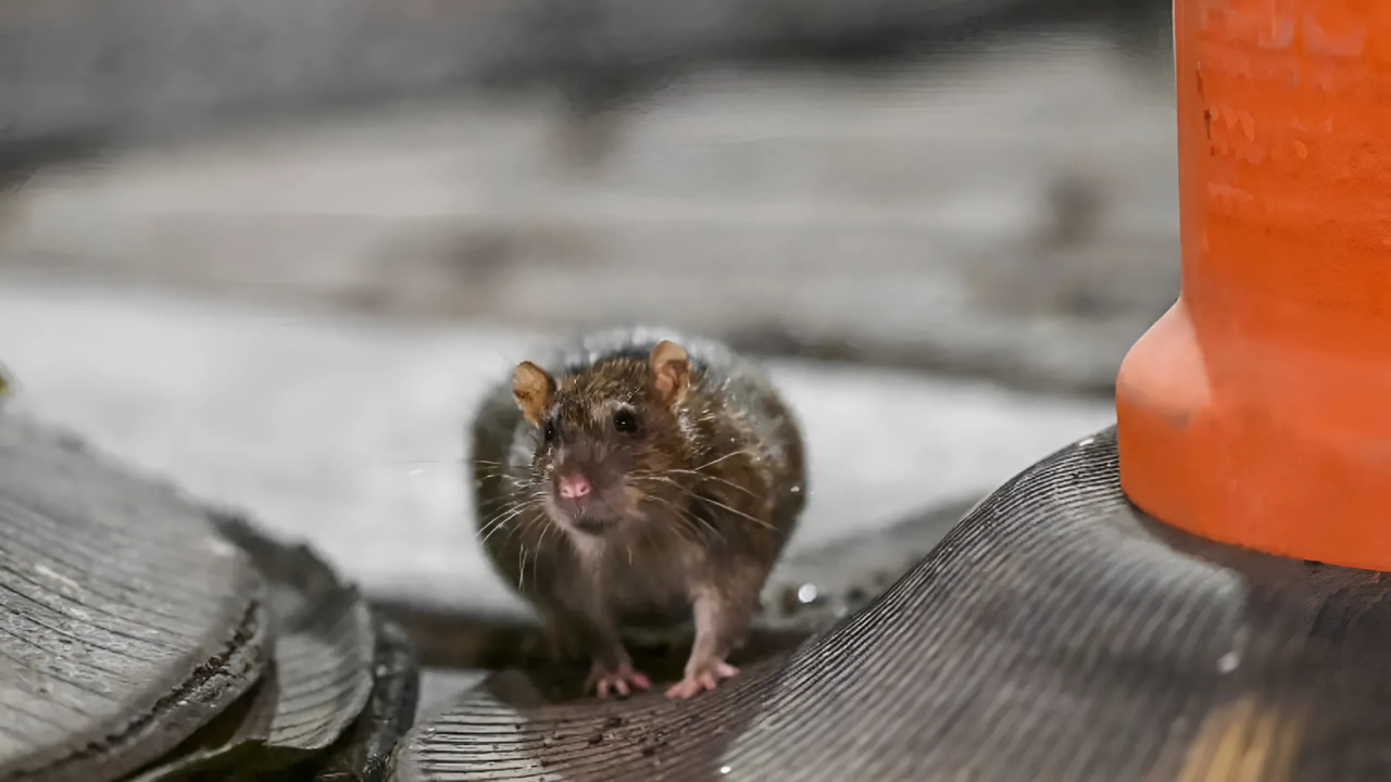 California Bakery Shut Down by Health Officials After Rodent and Insect Infestation