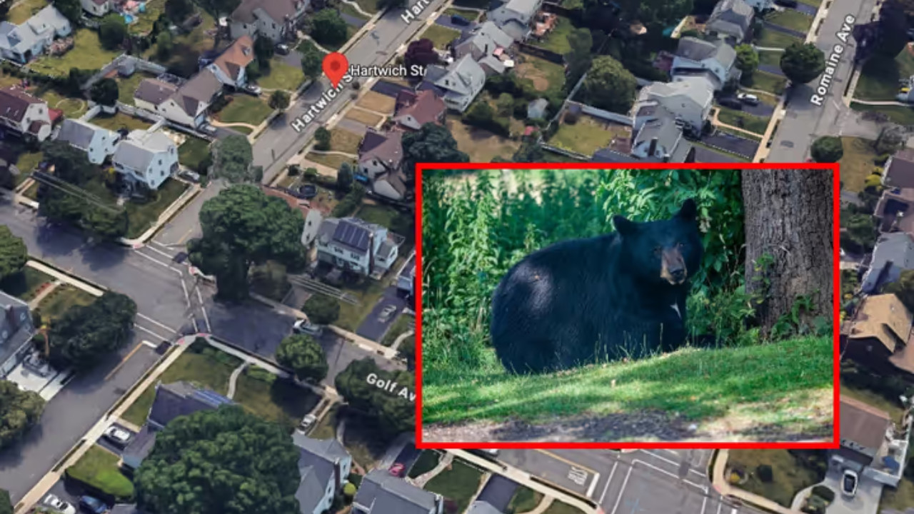 Bear Kills Deer in Residential Maywood Backyard, Police Confirm Incident