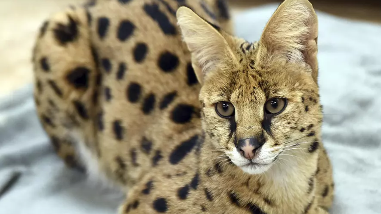 Pennsylvania Drug Raid Uncovers Shocking Secret: Exotic African Wildcats Found in Home
