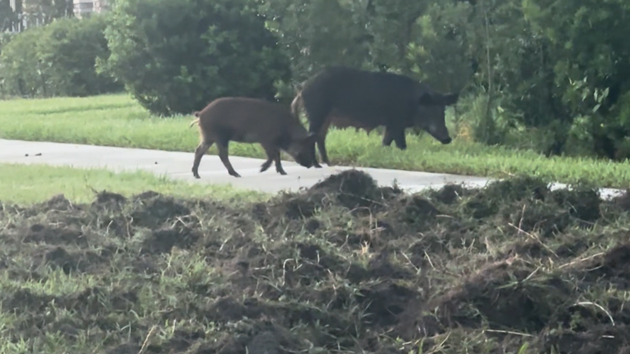 Wild Hog Herds Invade Lake Nona Neighborhood, Leaving Homeowners Frustrated and Helpless