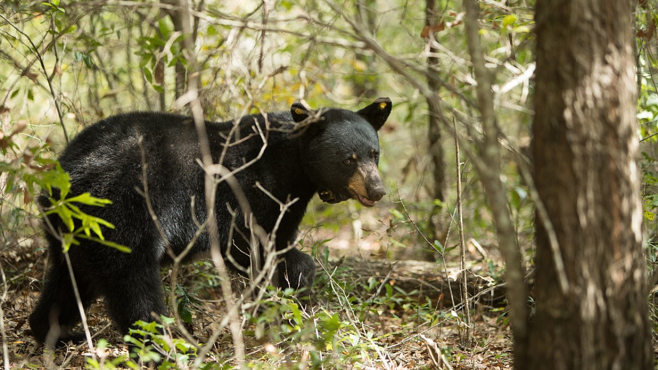 Black Bear Sightings Reported in Northwest Georgia and Northeast Alabama Communities