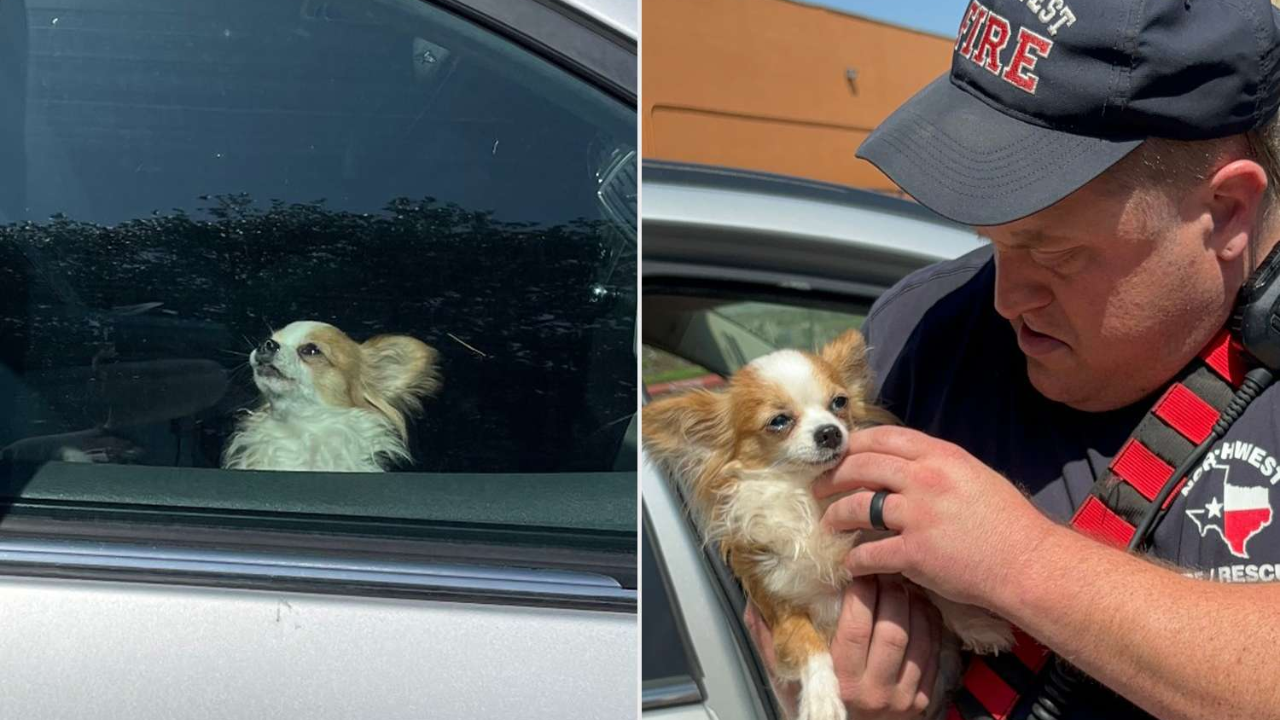 Heartbreaking Rescue: Street Dog Found Collapsed on Hot Concrete Road Saved by Houston Heroes