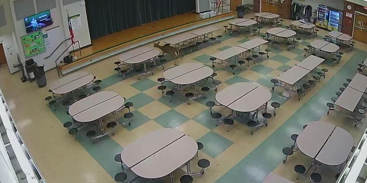 Deer Crashes Through Cafeteria Window at Ohio Junior High, Startling Students and Staff