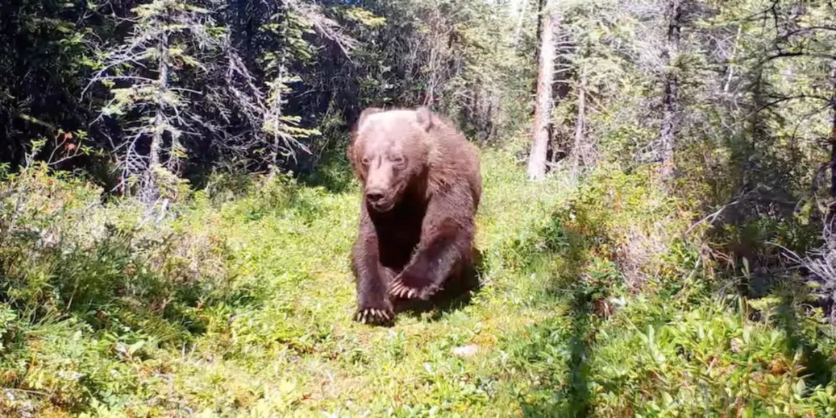 Grizzly Bear Caught Charging Trail Camera in Yukon ‘Look at Those Claws!’