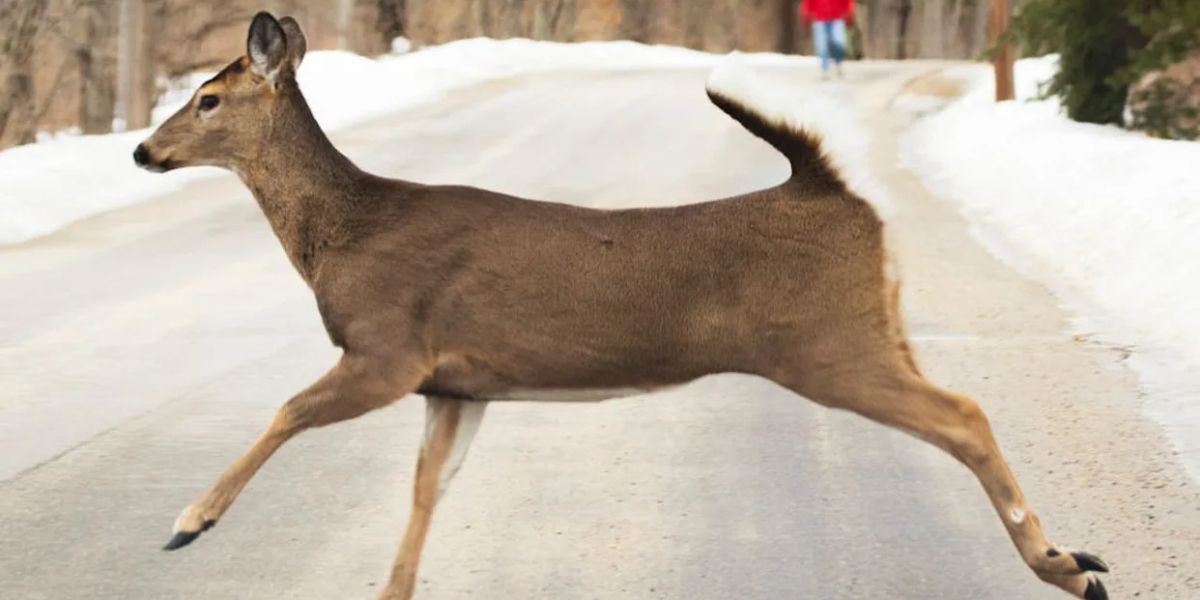 Michigan Sees More Than 56,000 Deer-Related Crashes Last Year as November Peak Approaches