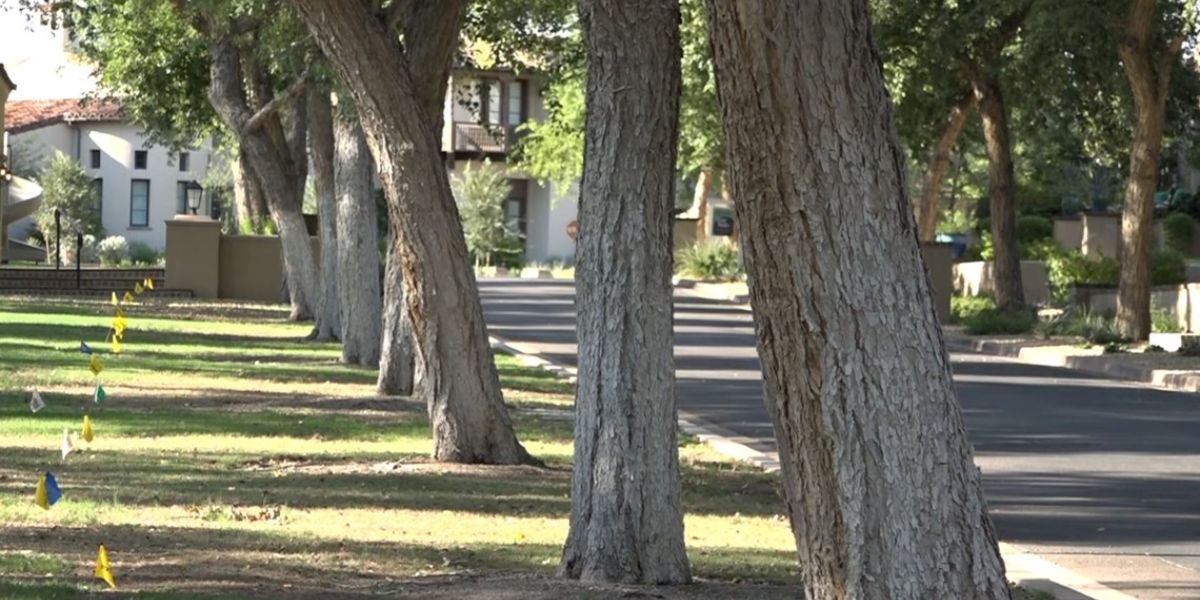 Scottsdale Homeowners File Lawsuit to Stop HOA From Cutting Down Hundreds of Sissoo Trees