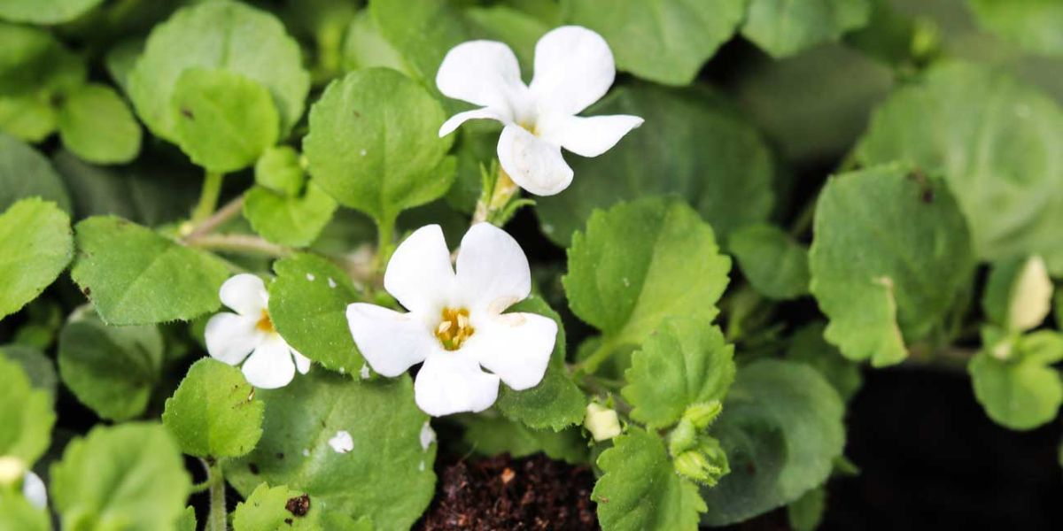 The Ancient Herb Brahmi Gains Attention for Its Brain and Stress-Reducing Benefits